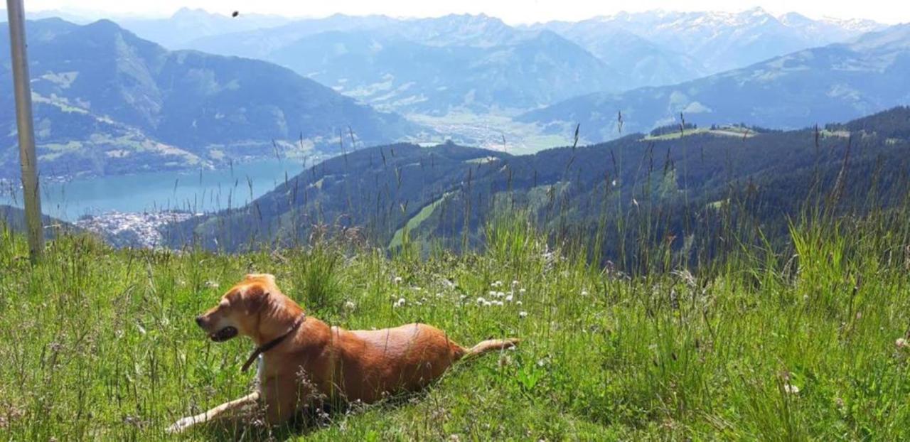 Pension Alpenrose เซลล์อัมเซ ภายนอก รูปภาพ